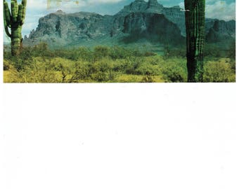 Vintage Saguaro Cactus Postcard 1950s Color Postcard Desert Landscape Tucson Arizona