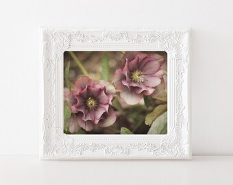 Nature Photography - Pink Hellebore Flower Photo - 5x7 Wall Art - Pink Flowers - Botanical Print - Floral Home Decor - Bathroom Art Print