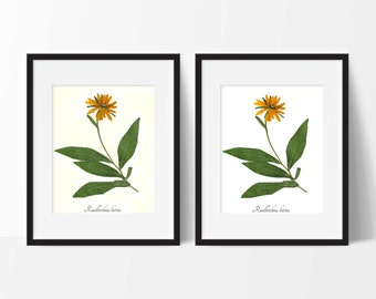 Black Eyed Susan Botanical PRINT - Pressed Plant Art Print