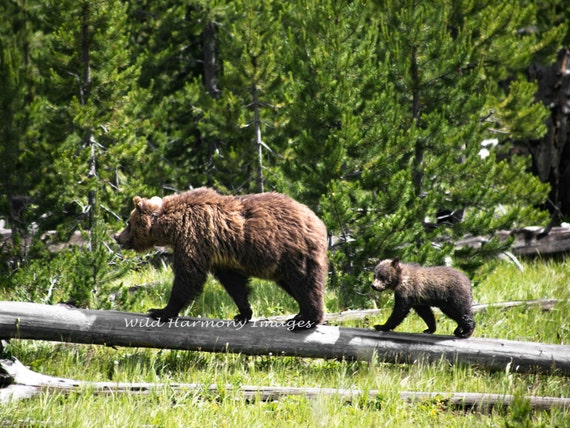Items Similar To Grizzly Bear Photography Baby Print Art Wall Photo Nursery