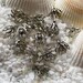 Brass Filigree Bead Cap - Platinum Plated - 7mm x 8mm - 50 pcs