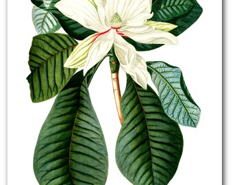 White Flower Print, Botanical Magnolia, Botanical Illustration, Floral Theme Decor, 8 x 10 inches, Unframed