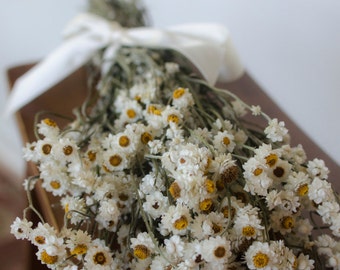 Dried ammobium bunch, winged everlasting dried flowers, white wedding flowers, white dried flowers
