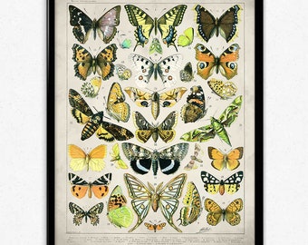 Butterflies Vintage Print 3 - Butterflies Poster - Butterfly Art - Home Decor - Home Art - Kitchen - Kitchen Art (VP1061)
