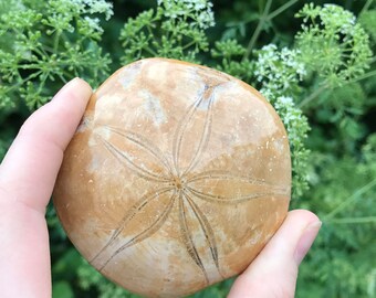 Sand Dollar Fossil - Madagascar