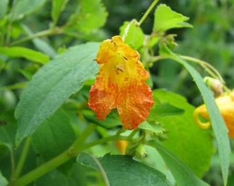 Jewelweed or Spotted Touch-Me-Not Seeds - Impatiens capensis - Native Wildflower