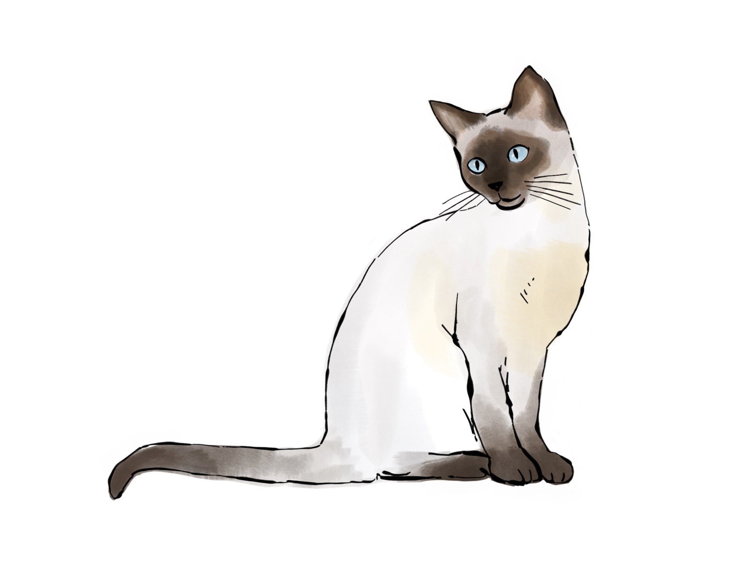 gatto siamese gatto siamese stampa disegno e acquerello