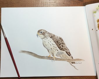 Watercolor Red Tailed Hawk