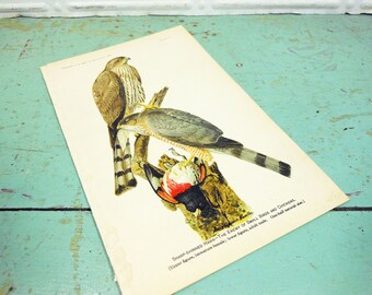Antique Original Sharp-Shinned Hawk Book Plate from 1908 Yearbook of the Department of Agriculture, Hawk Print