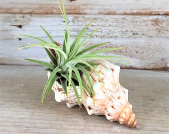 Air Plant with Shell Garden Single, Seashell Planter Tillandsia Wholesale Bulk Sea urchin Container Terrarium Wedding Favor Sale Iona Green