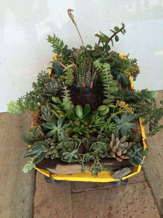 Succulent Planter Toy Truck Large Yellow TONKA Dump With Organic LIVE Plants Rustic Centerpiece Succulent Planter Toy Truck Large Yellow TONKA Dump With Organic LIVE Plants Rustic Centerpiece