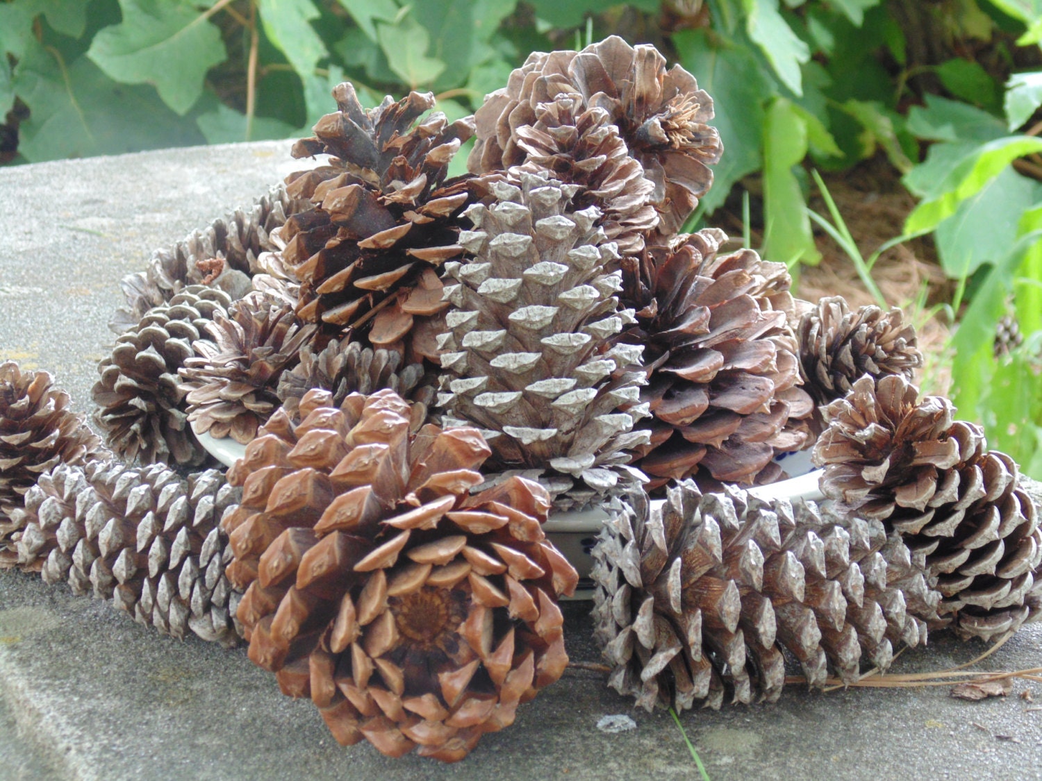 Pine Cones Bulk Pine Cones Craft Pine Cones Medium Pine