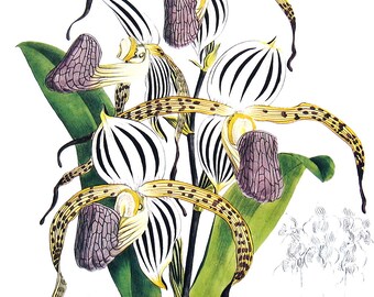 Flower Print - Orchids - Paphiopedilum stonei - 1979 Vintage Book Page - Large Print For Framing - 15 x 12