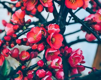spring blossoms photos cherry blossom photo sakura flower