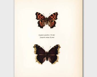 Butterfly Wall Art (1960s Butterflies Art Print, Cottage Home Decor) "Camberwell Beauty" No. 118-1