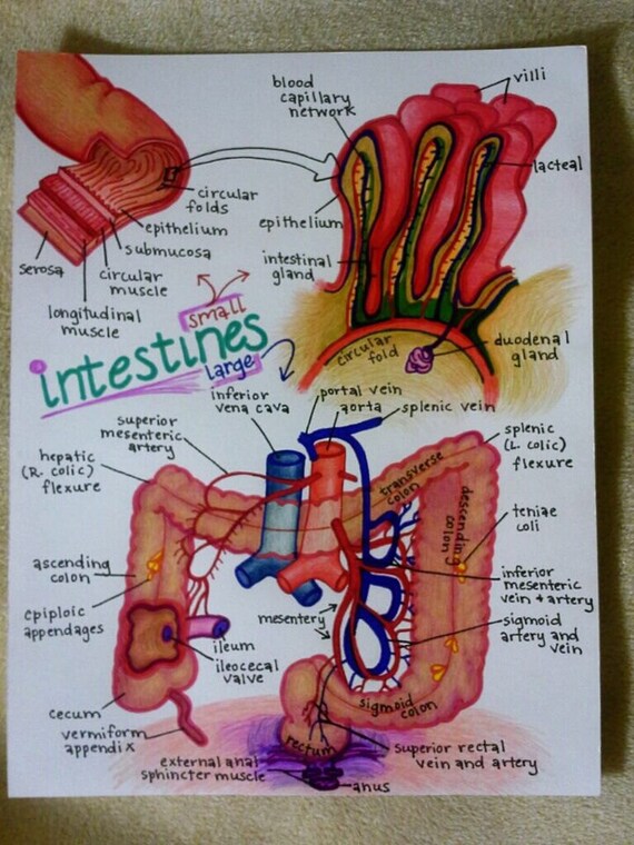 Items similar to Hand-drawn human anatomy study diagrams ...