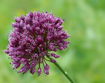 10 Seeds Allium jajlae , Allium rotundum Seeds,
