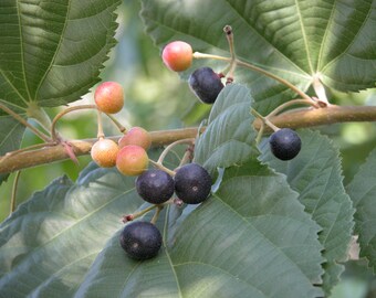 Grewia Asiatica / Phalsa - 15 seeds
