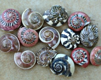 Red Patterned Shells Small Tiny Mix Colored Patterned Nerite Snail Seashells Black White Striped Umbonium Craft Bulk Mosaic - The Sandbar
