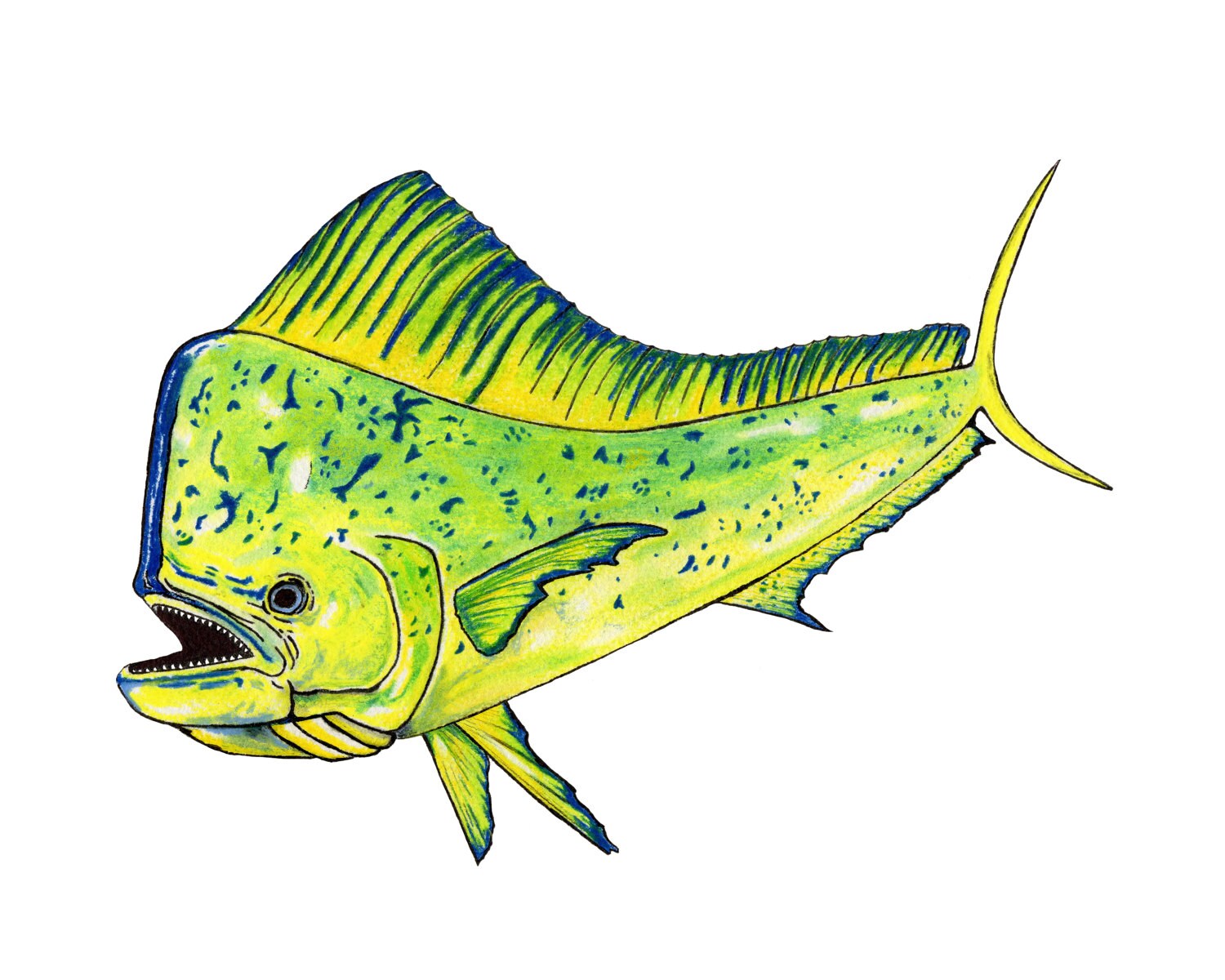 Mahi Mahi Print Coastal Wall Art from an Original Color