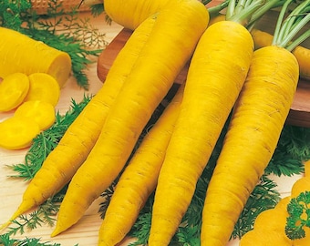 Carrot Seeds LOBERESHER YELLOW Heirloom Vegetable Seeds Late / 2015