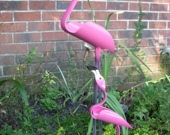 Mother and Baby Flamingo Bird