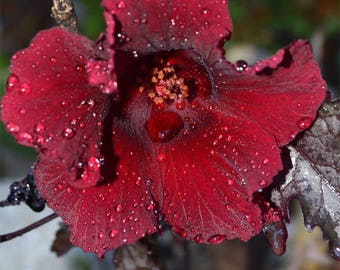 Hibiscus Acetosella, Mahogany Splendor Hibiscus Seeds. 10 fresh seeds. Free shipping in USA!