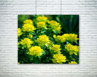 Nature Photography - Yellow Pillows - Flower Art - Home Decor - Fall Wall Art - Yellow - Chartreuse - Green - Vivid - Bright