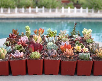 9 Colorful Succulents in 2 inch pots, Succulent, Succulents, Succulent Plants, Hens and Chicks, Terrarium Plants, Fairy Garden Plants