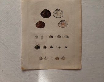 Vintage Seashell Lithograph Print