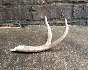 Naturally Shed Deer Antler - Slightly Nibbled
