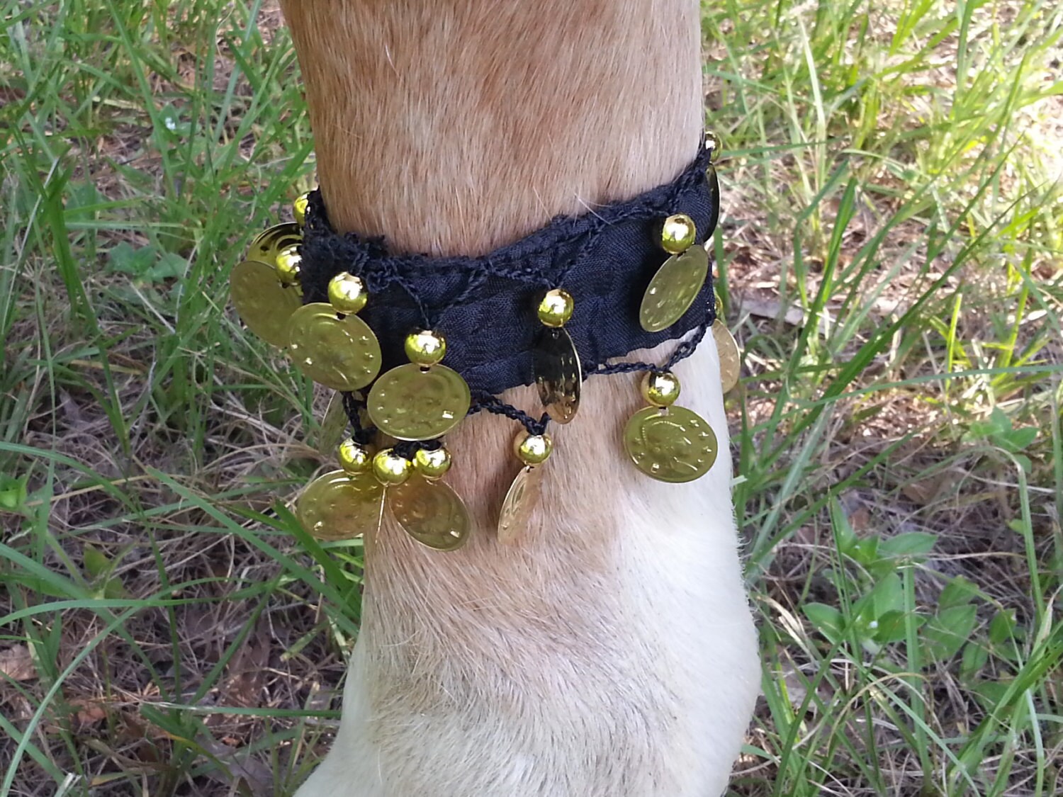 Clinking Coins Garter for Horse Equine Leg Wrap Egyptian