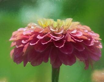 Painterly Pink Zinnia Flower Nature Photograph Digital Download