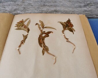 Antique-1887-1889-French-herbarium Gentiana cruciata L