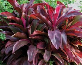 Cordyline fruticosa, Ti plant 10 seeds