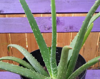 12-inch mature organic aloe vera plant - live houseplant root bare succulent edible ready to ship plants