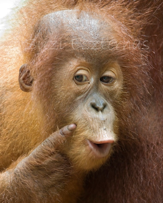 funny orangutan babyphoto