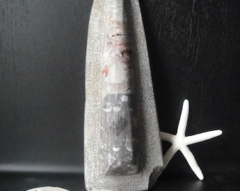 Orthoceras Fossil