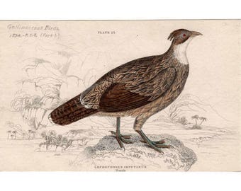 1834 pheasant original antique jardine print game bird - Himalayan Monal Pheasant female