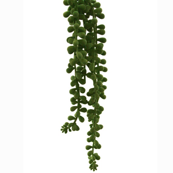 Download Hanging Bean Leaf Pick Faux Succulent Artificial