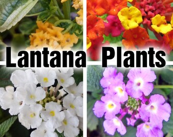 Lantana Plants - Lavender, White, Gold, Elegance