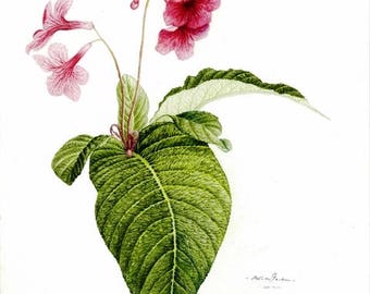 STREPTOCARPUS (Scarlett) - Framed colour pencil painting