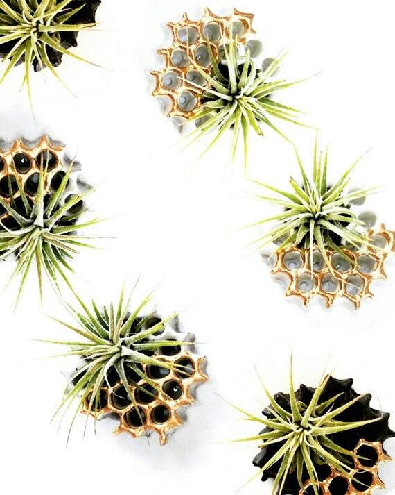 3 Honeycomb Magnets/Air Plant magnet/Honeycomb decor/Air Plant Holder/Air Planter/Concrete Planter/Bridesmaid Gift/Honeycomb/Office Planter
