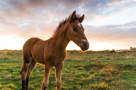 Young Foal, horse art, equine art, photographic print, Dorset, limited edition print