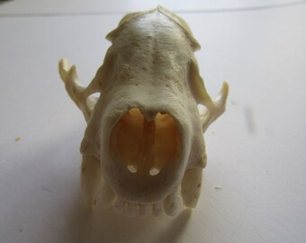 BADGER Top Skull NOSE & FANGS Taxidermy Teeth Claws Crafts 10