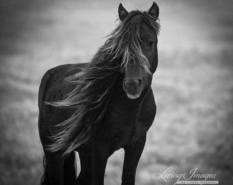 Sable Island Stallion's Portrait - Fine Art Horse Photograph - Horse - Sable Island - Wild Horse - Black and White -Fine Art Print