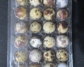 48 quail eggs and quail egg scissors