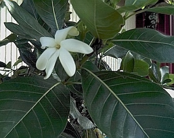 Tahitian Gardenia (Tiare) seeds (20) - gardenia taitensis