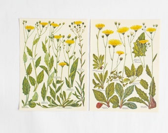 Botanical Drawings - two vintage yellow flower illustrations - old botanical prints of flowers in yellows