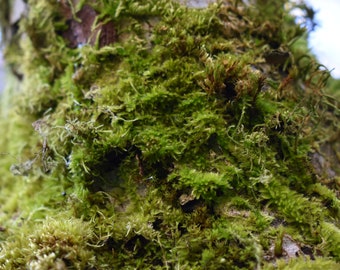 Moss Print